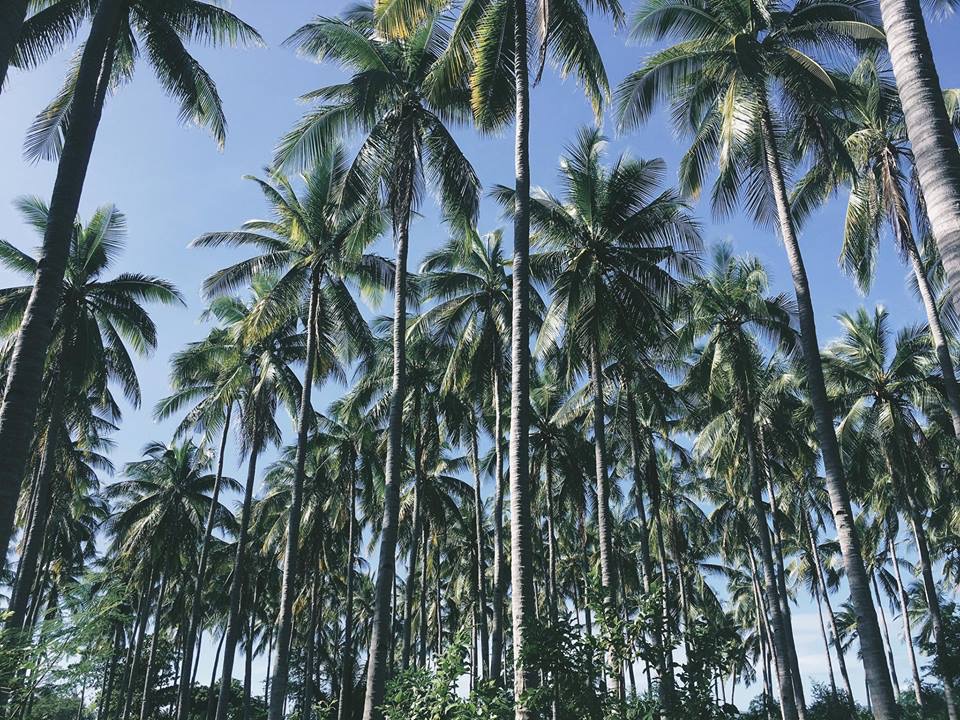 Burias